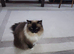 Persian ragdoll