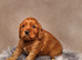 Beautiful Wcs pups
