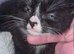Kittens Ready 15th June