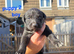 Lurcher Puppies