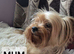 Yorkshire Terrier boy available