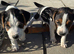 Jack Russell puppies for sale