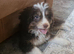 CAVAPOO Cross POMSKY