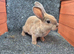Male Rabbits