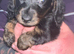 Long haired miniature dachshund puppies