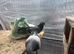 Hi everyone, I have a breeding pair of Turkish Tumbler pigeons for sale, along with one chick. They are healthy, well cared for, and great tumblers!