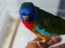 Splendid grass parakeet males