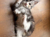 Beautiful Maine Coon Kittens
