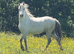 2 year old filly