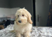 F1b cockapoo boys ready for a family now