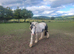 Potential Super Cob.