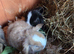 Mini lops for sale