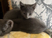 3 Russian blue kittens for sale