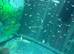 KOI FRY 6-8 weeks old. 10 for &pound;10