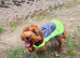 Male red cavapoo