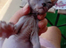 Sphynx full hairless no hair no where