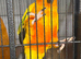 Sun Conure Male