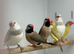 Star finches