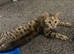 7/8 month old girl kitten