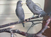 Black face male and female budgie in Dagenham