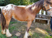 Stunning Yearling Blanket Spot Hermits Bred Traditional Cob Gelding