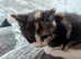 2 gorgeous kittens for sale
