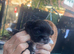 Puppy, three weeks old