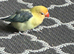 Silly tamed lovebird