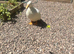 tammed duck