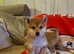 Shiba Inu puppy's