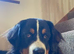 Bernese mountain dog