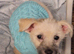 Yorkshire terrier x shiuz
