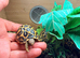 Indian star tortoise cb25