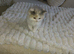 Persian x ragdoll 1 boy and girl left