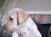 Labrador retriever puppy
