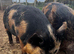 Intact Kune Kune cross Juliana boar