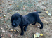 Labrador