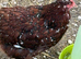 2 beautiful jubilee orpington hens just come in to lay