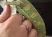 Male Yemen Chameleon for sale for only &pound;140