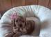 KC reg Min Poodle Puppies