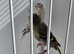 BEAUTIFUL PAIR SISKIN MUTATION COLOUR