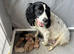 Springador puppies