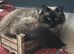 Cute ragdoll mix kittens looking for loving home