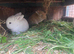 Snowy White Baby Mini Lops