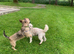 French x shih tzu for rehoming