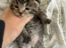 Tabby kittens