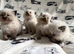 Excessively vet checked Ragdoll kittens