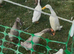 Runner Duck fertile eggs