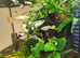 Female adult guppies and babys