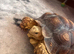 Sulcuta tortoise